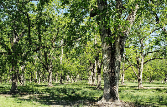 Are Pecan Trees Protected In Texas? Discover Now - Hill Country Chocolate