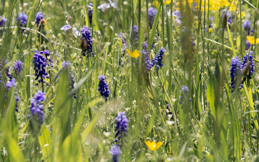 When Flowers Bloom: Best Time to See Wildflowers in Texas Hill Country - Hill Country Chocolate